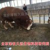 肉牛預混料